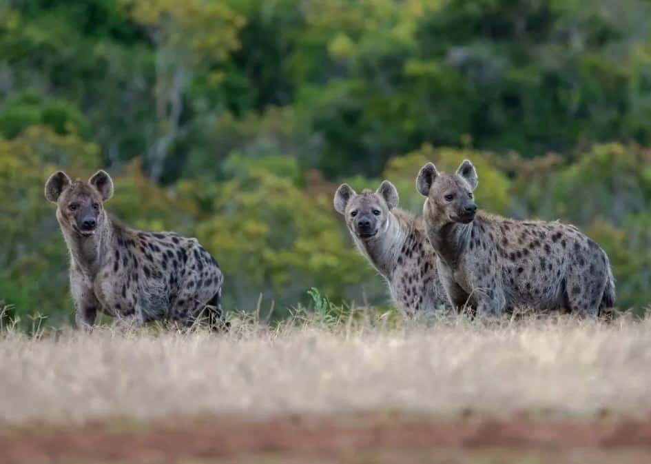 Spotted hyena in Murchison Falls National Park
