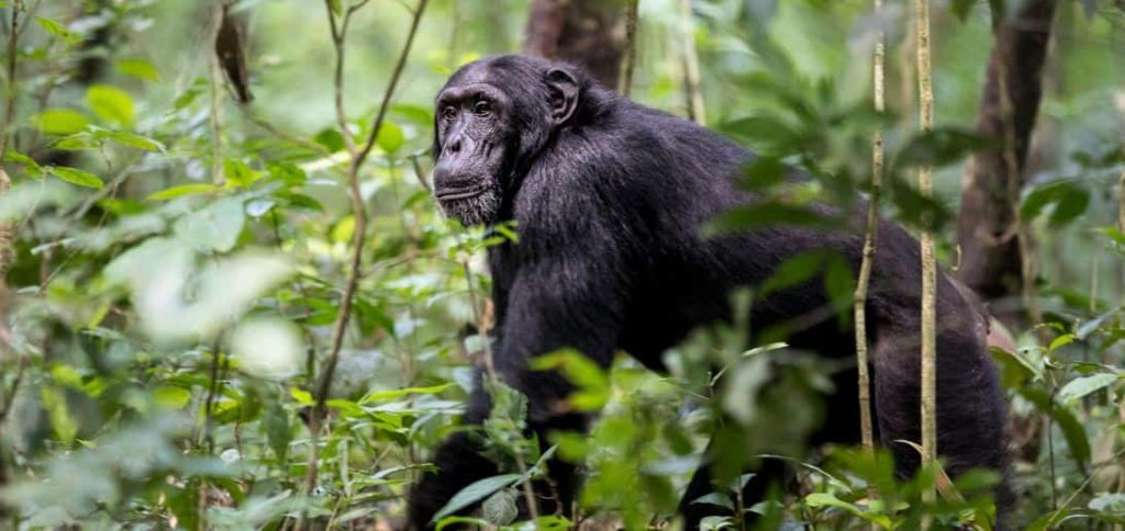 2-day chimpanzee trekking adventure