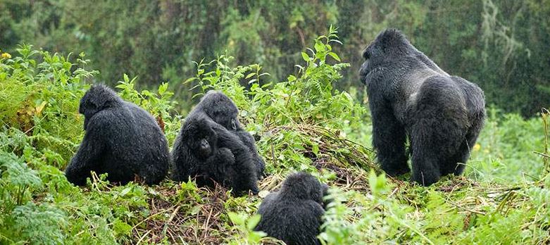 Gorilla trekking permit Rwanda
