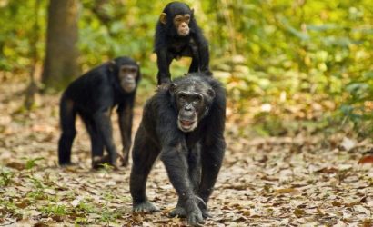 2-Day Chimp Trekking Adventure in Kibale Forest