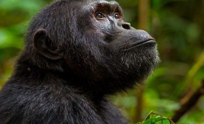 4-Day Affordable Uganda Safari: Gorillas & Chimps