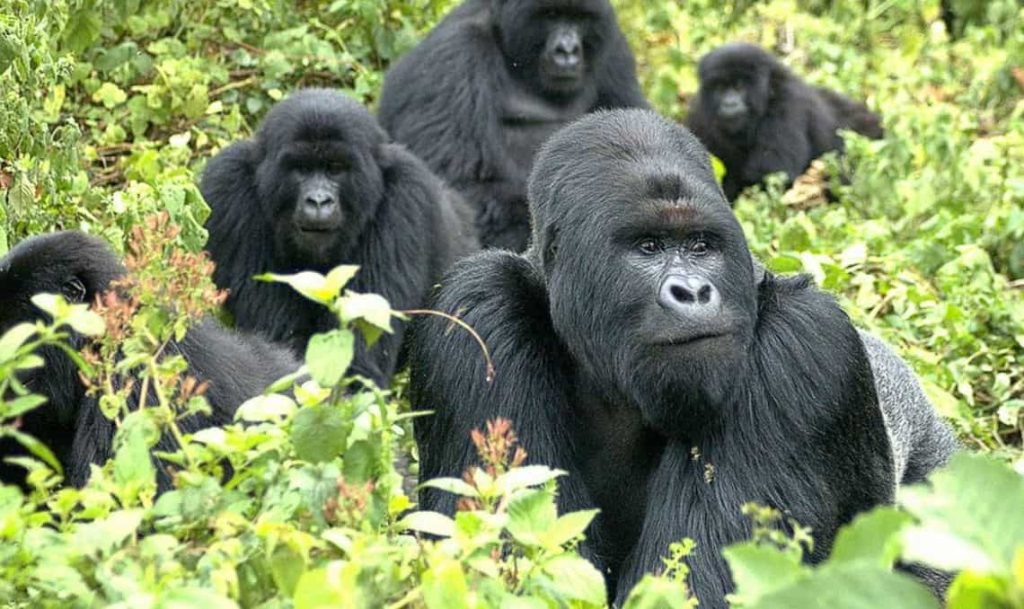 Animals of Uganda