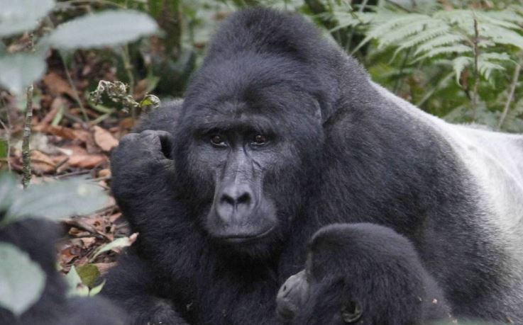 Uganda Or Rwanda: Which Is Better For A Safari?