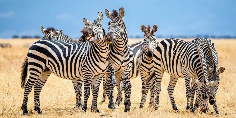 6-day Tanzania Safari