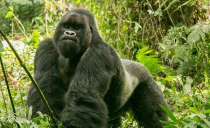 3 Days Gorilla Trek Uganda Tour via Kigali Rwanda