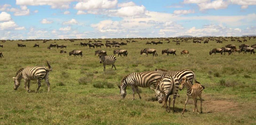 4 Day Serengeti & Ngorongoro Safari