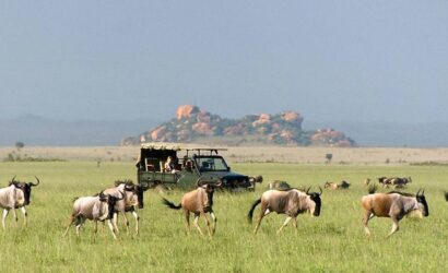 A Serengeti Safari 2023 – All You Need to Know