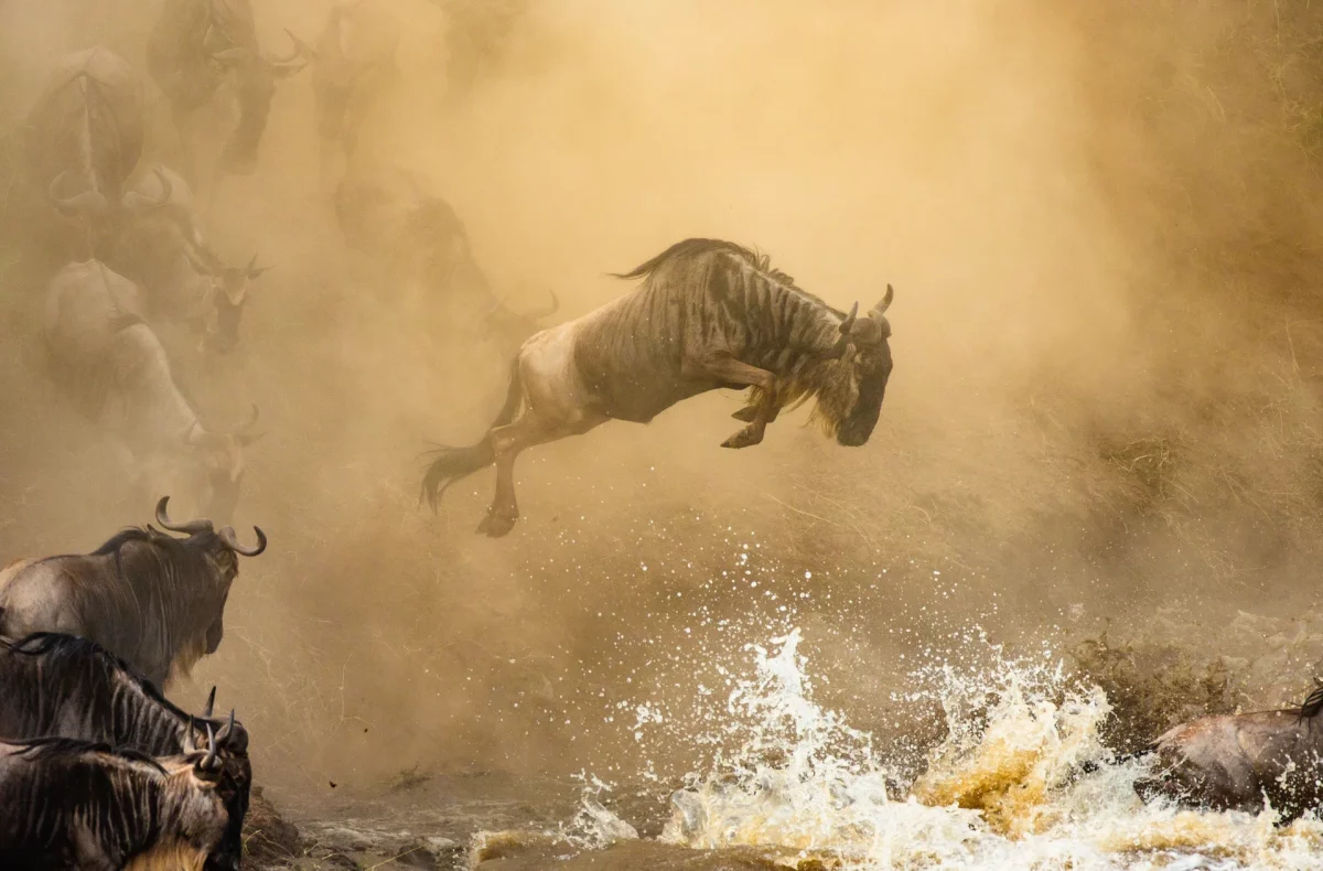 13 Best Kenya Safaris Tours, Wildlife Safaris