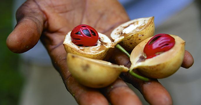 Things to do in Zanzibar