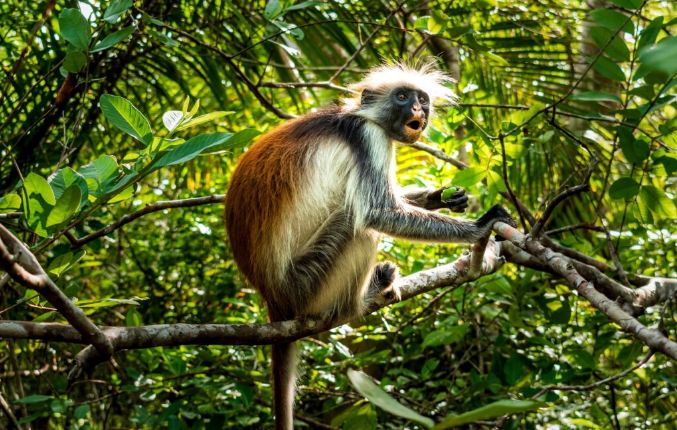 Things to do in Zanzibar