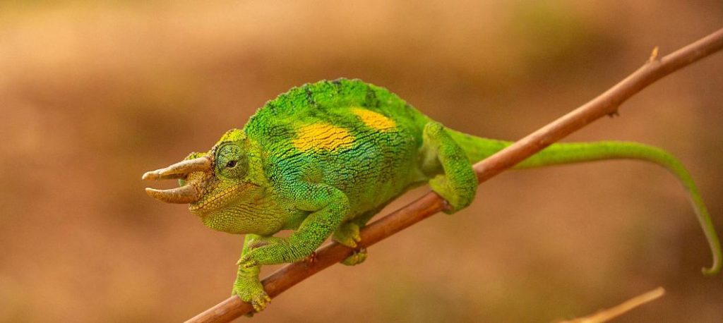 Three-horned chameleon in Bwindi Impenetrable National Park