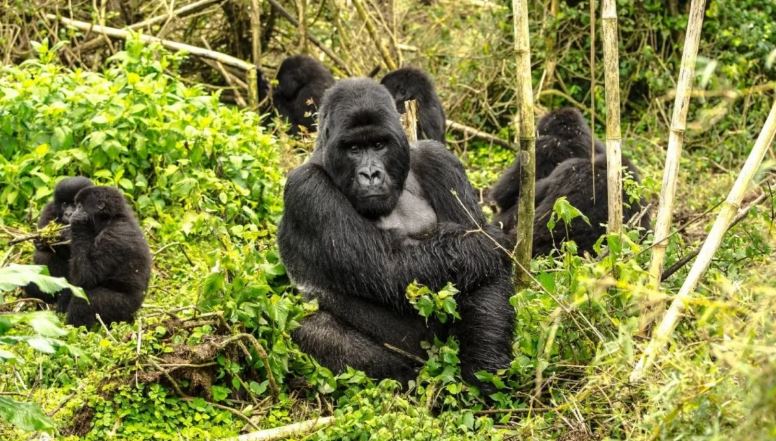 Volcanoes National Park In Rwanda