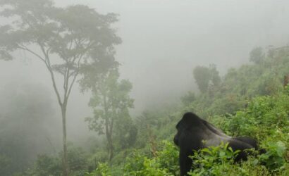 Volcanoes National Park in Rwanda: Gorilla Trekking
