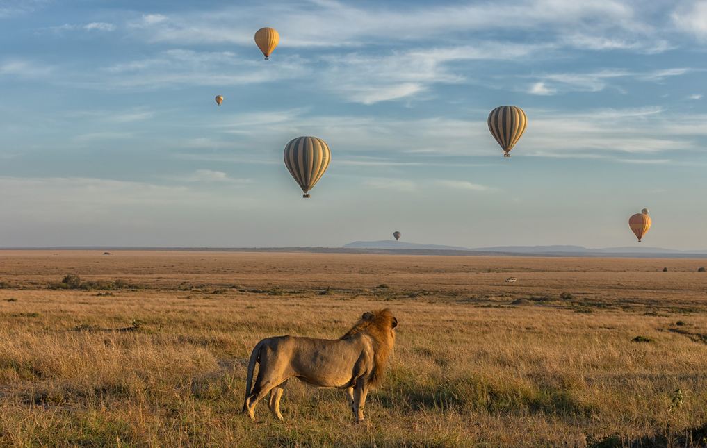 safari in the masai mara