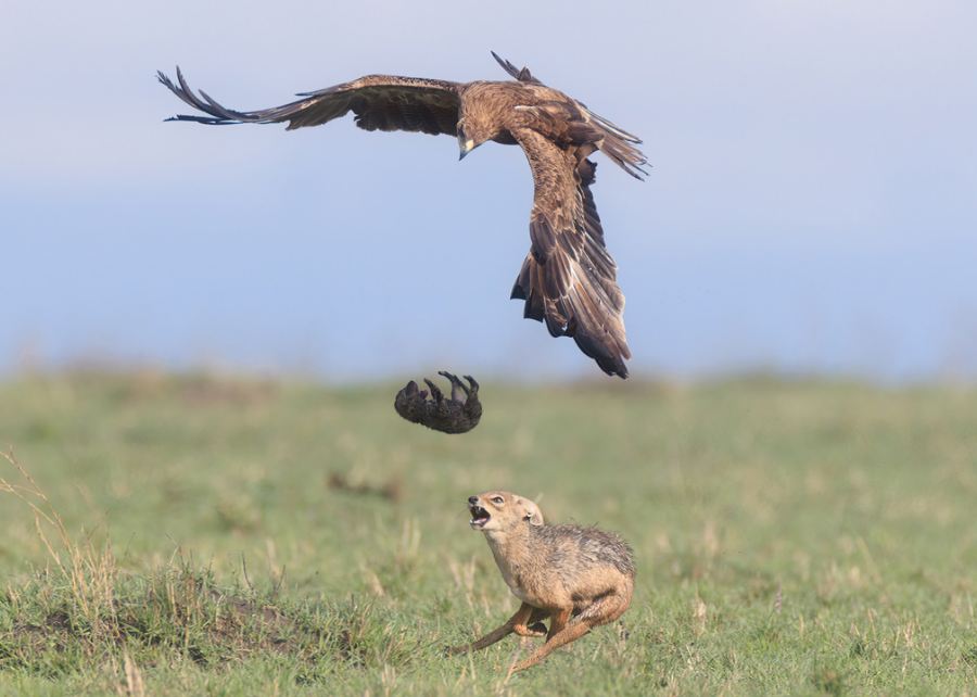 safari in the masai mara