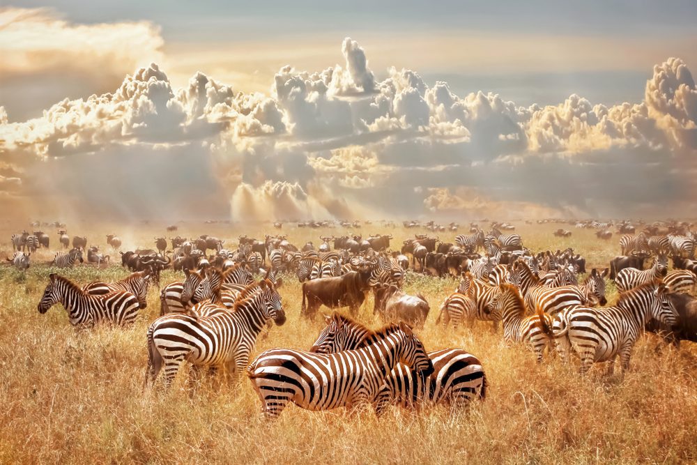 safari in the masai mara