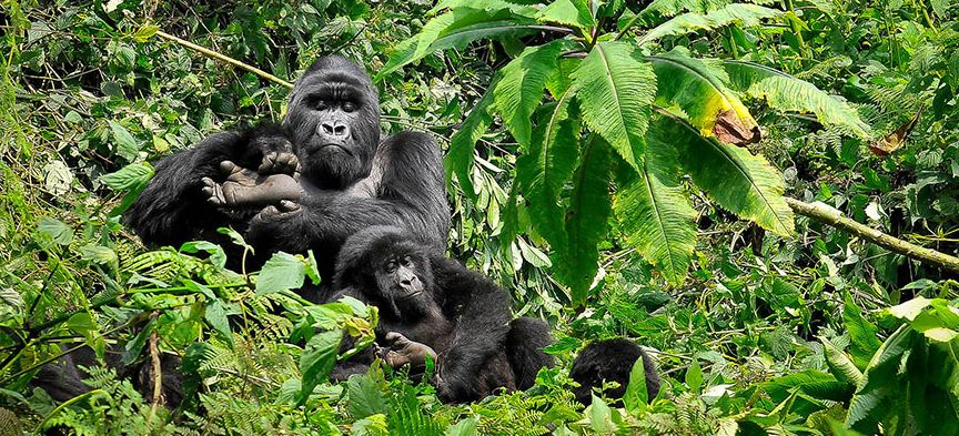 10 Simple Tips To Travel Sustainably On A Safari In Africa
