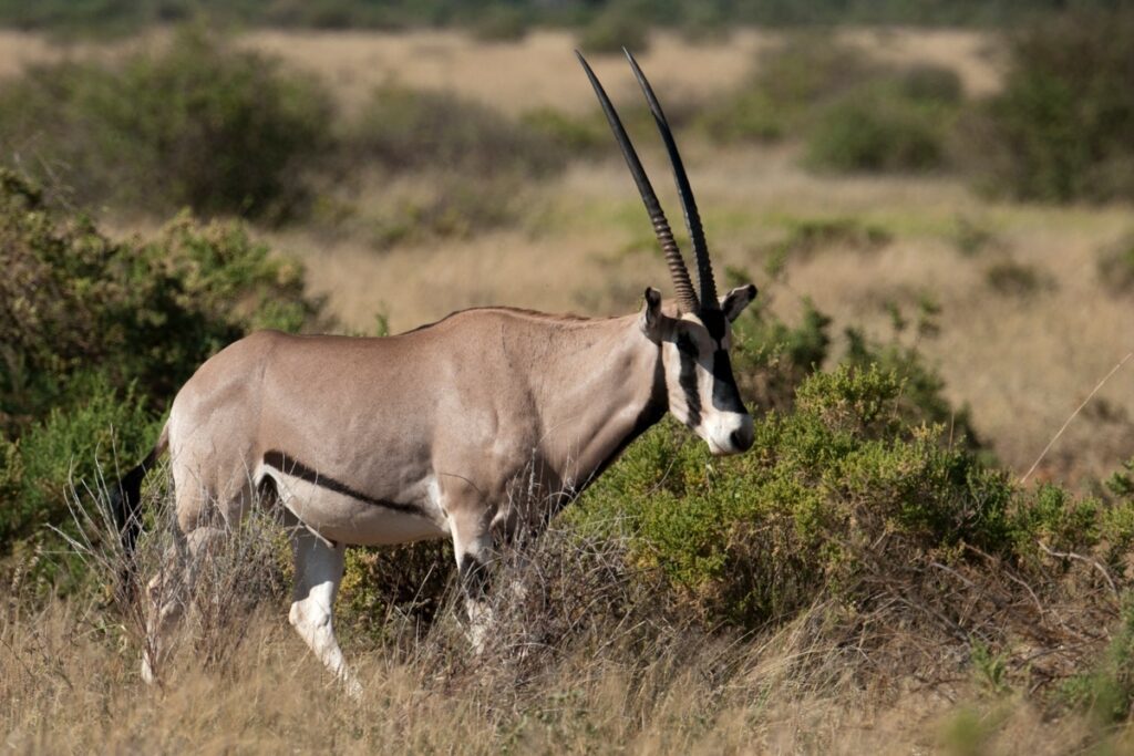 Beisa oryx in Samburu National Reserve