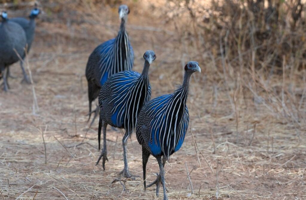 Samburu National Reserve