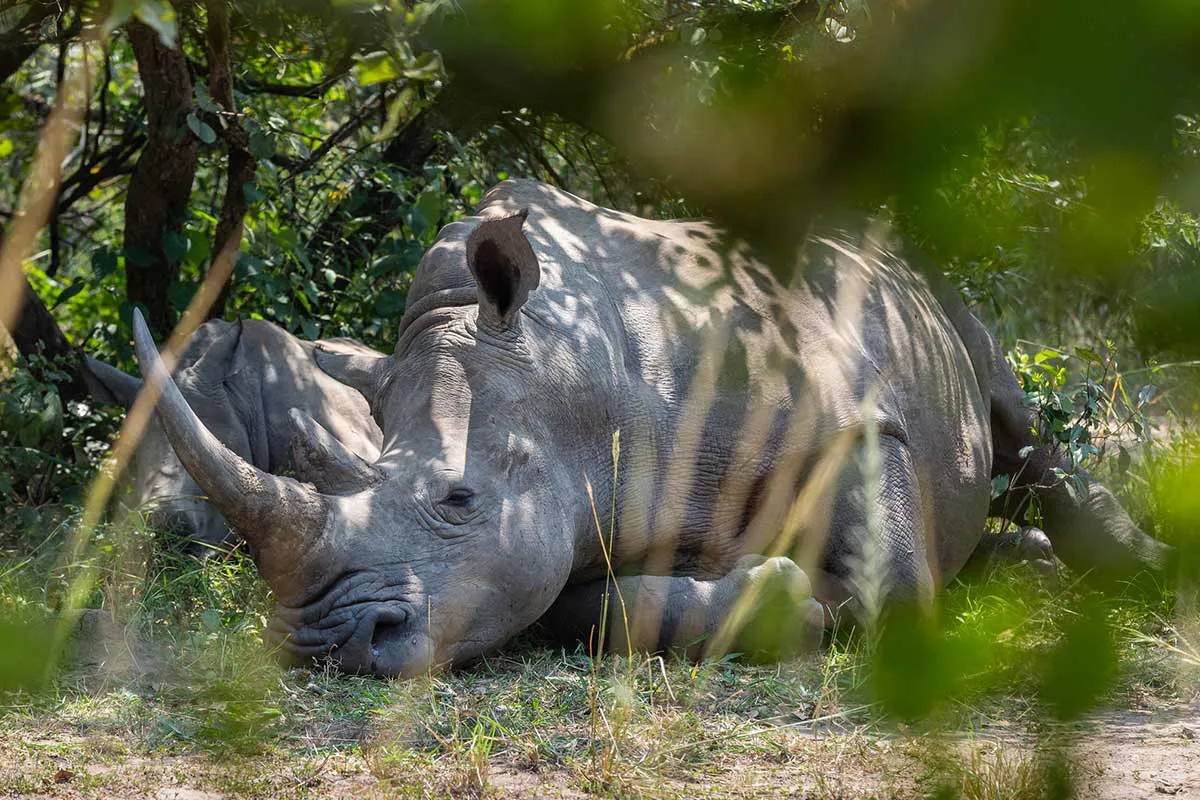 Ziwa Rhino Sanctuary In Uganda
