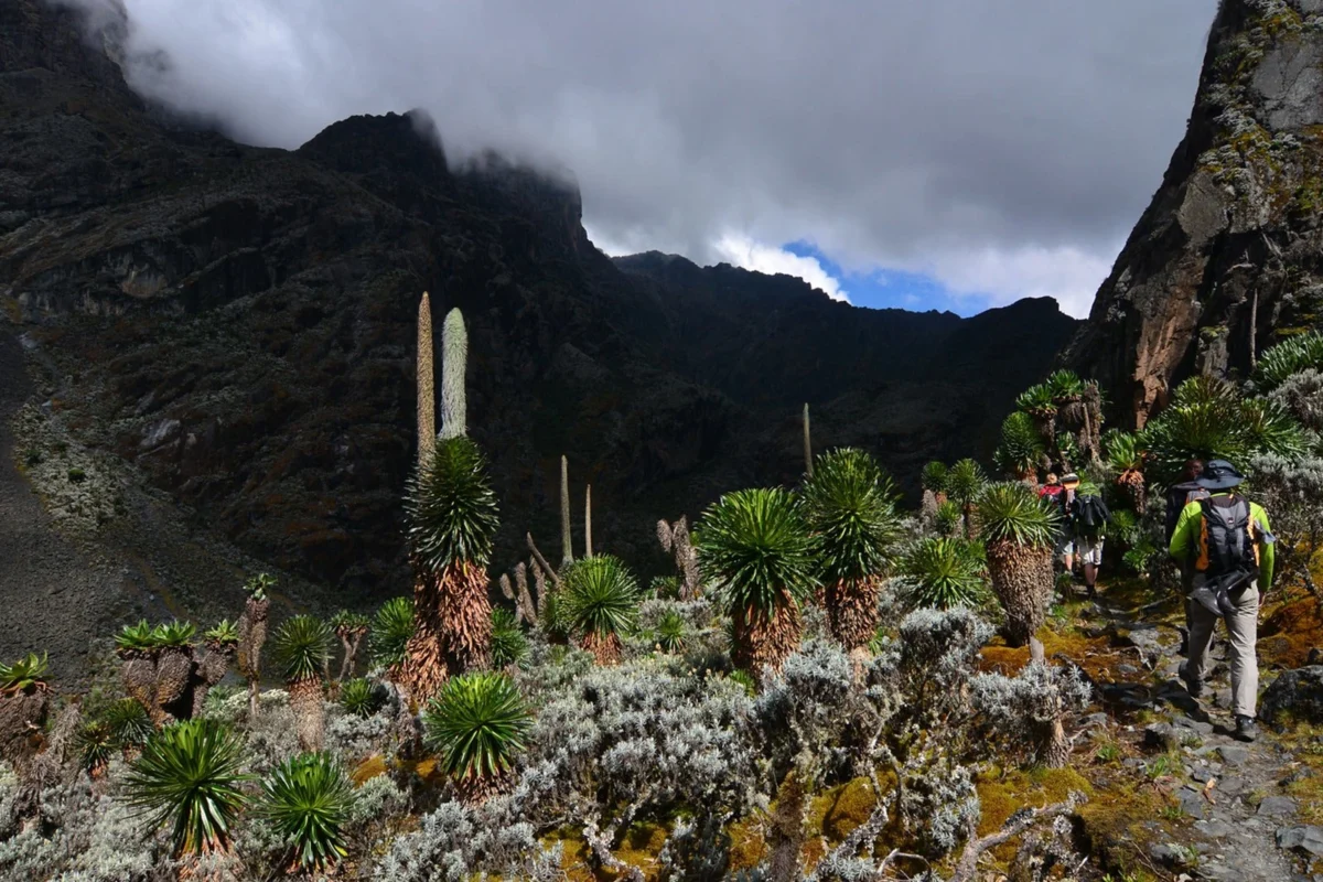Rwenzori Mountains National Park