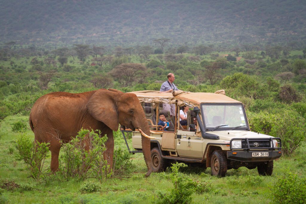 elephant in samburu national reserve