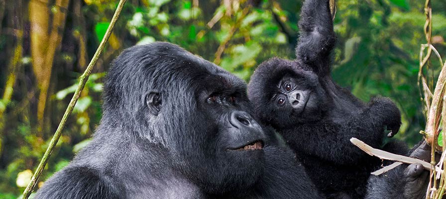 is gorilla trekking ethical