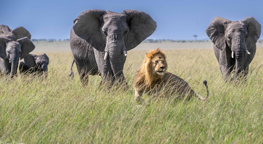 4 Day Serengeti & Ngorongoro Safari