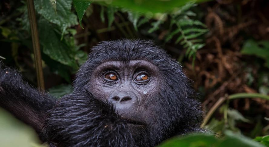 14 Days East Africa’s Gorillas, Chimps, Safari & Beach Holiday