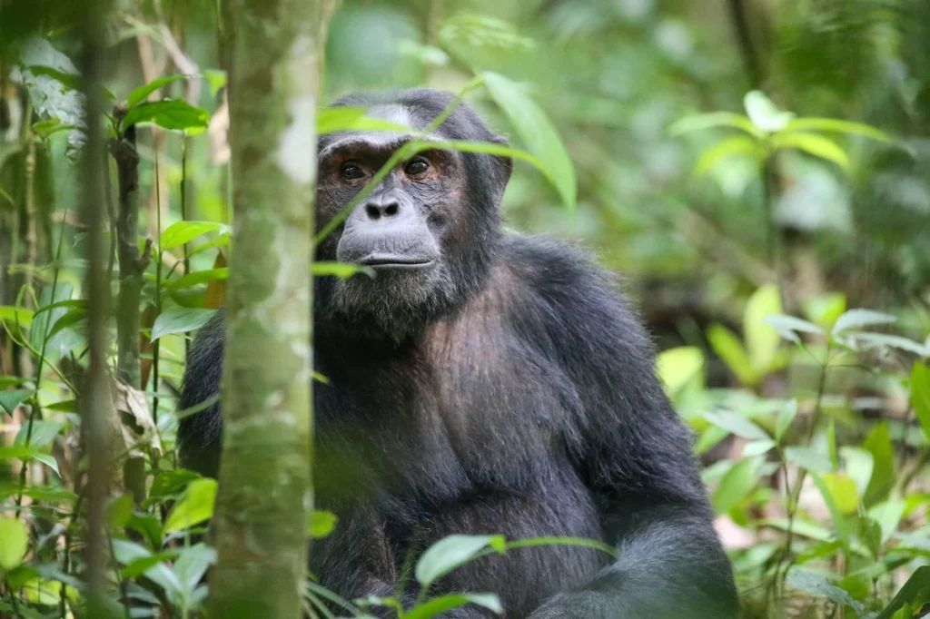 Primates in Uganda