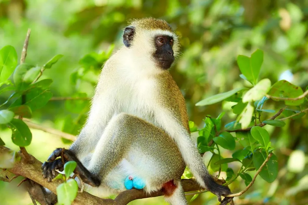 Primates in Uganda