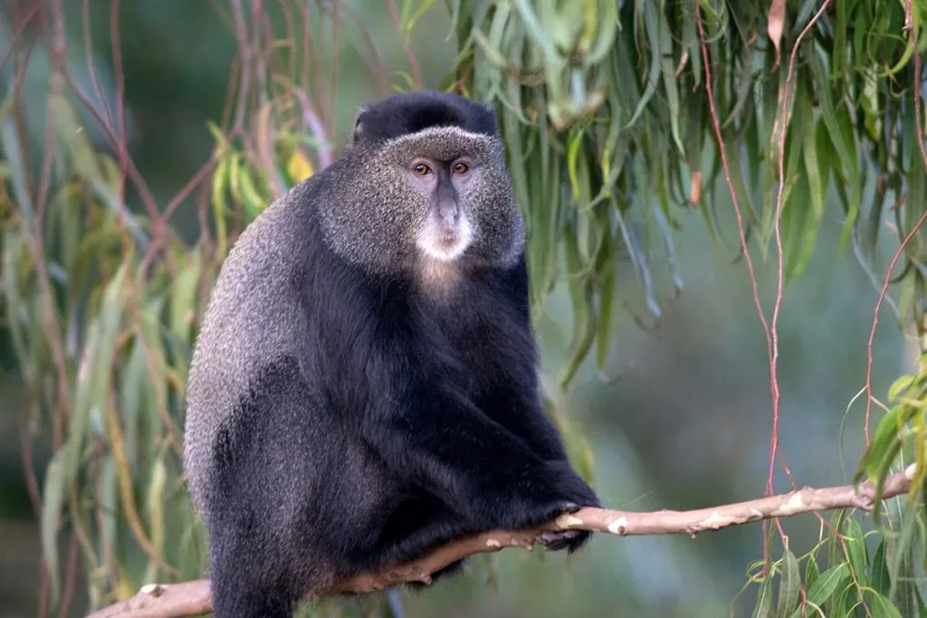 Primates in Uganda