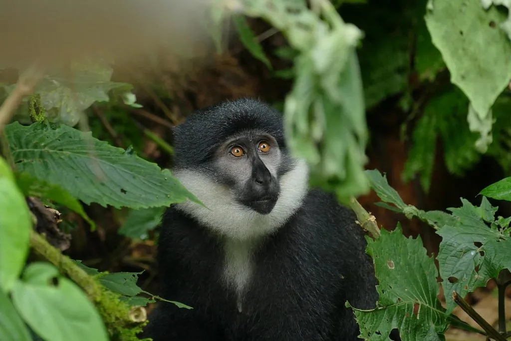 Primates in Uganda