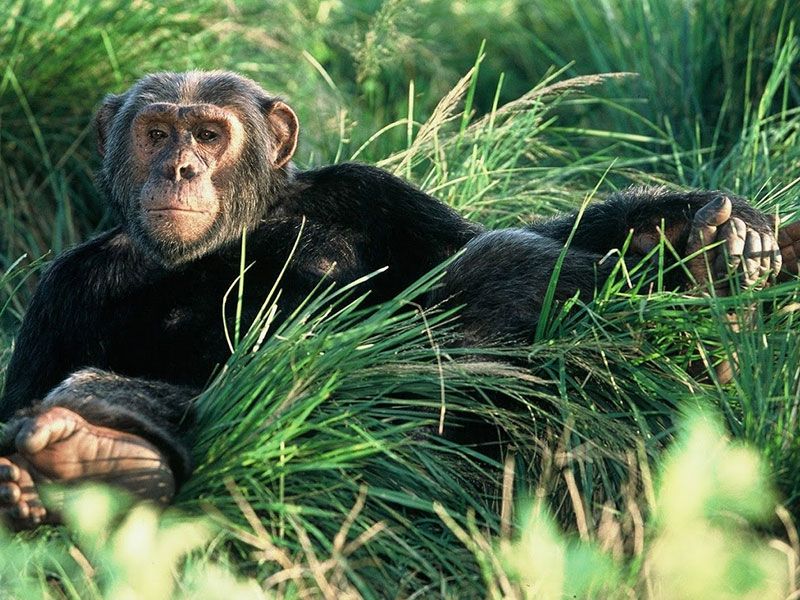best places to see chimpanzees in Uganda