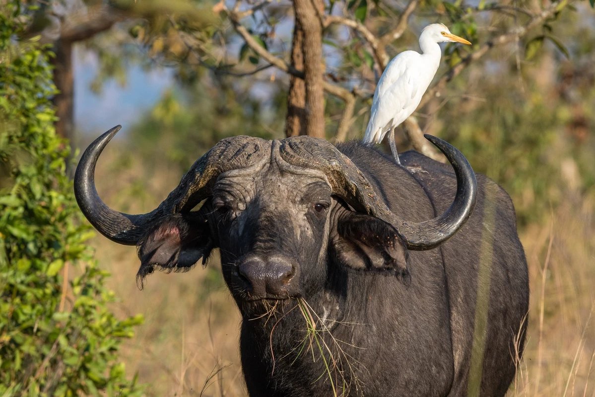 Wildlife Safaris In Uganda