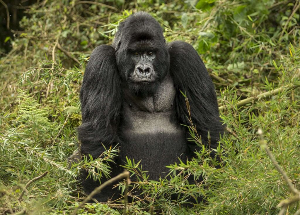 3 day gorilla trekking Uganda tour