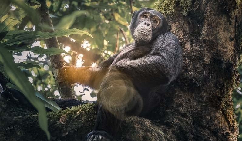 Uganda travel guide