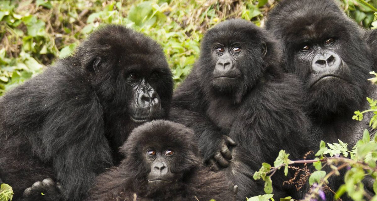 gorilla trekking Rwanda vs Uganda