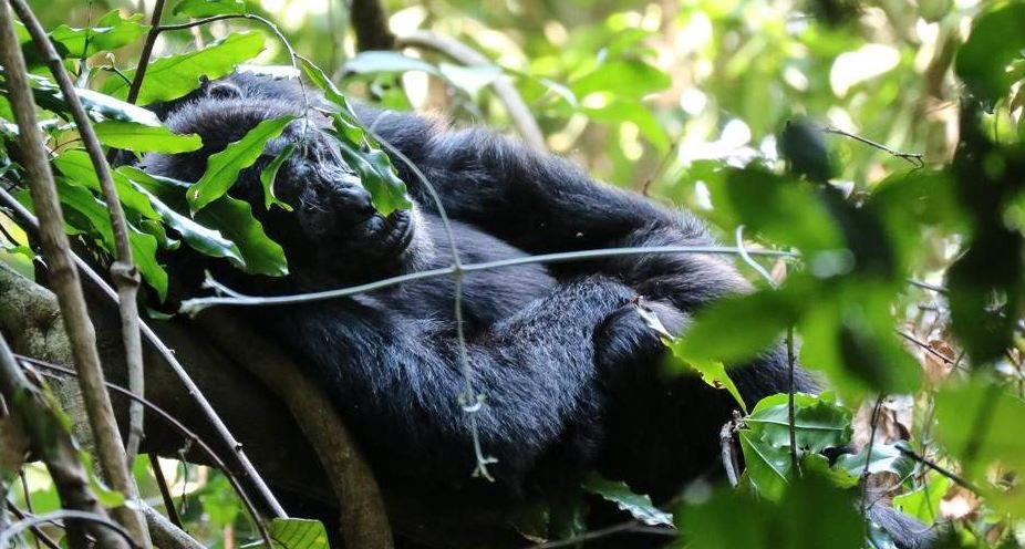 Chimpanzee resting on the forest floor, Chimpanzee trekking In Uganda