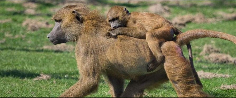 A Female Olive Baboon with a baby in Murchison Falls National Park