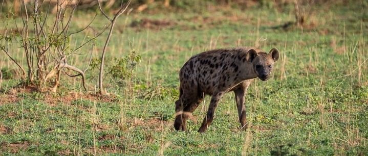 A Spotted Hyena in Murchison Falls National Park
