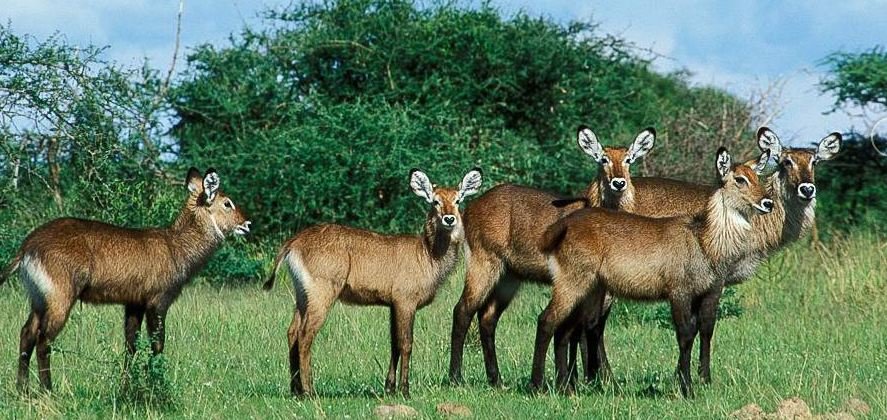 A herd of Waterbuck in Murchison Falls National Park
