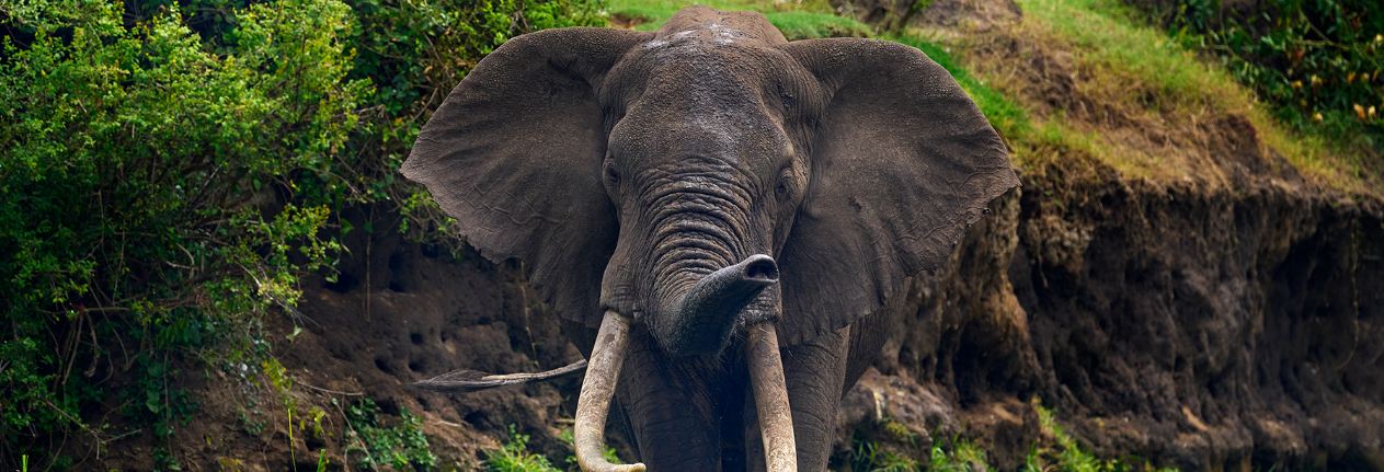 African-Bush Elephant, Best Uganda Safaris