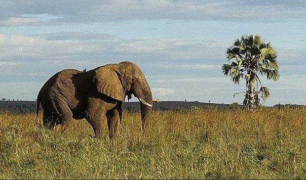 African bush elephant