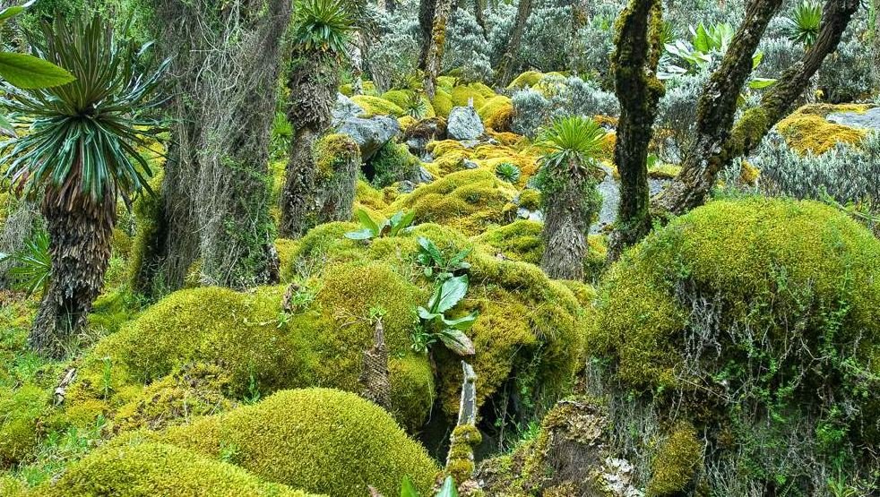 Afro-Alpine Vegetation, Rwenzori Mountains National Park