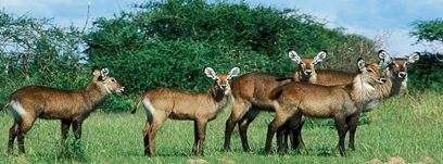 safari tours in Uganda