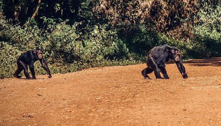 Chimp Crossing A Road, Chimpanzee Trekking In Uganda