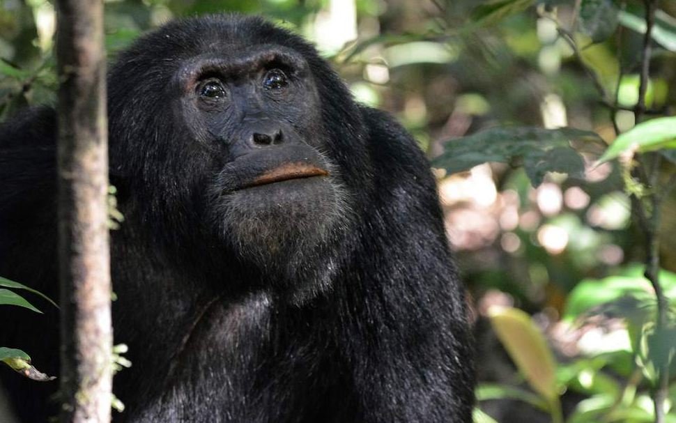 Chimp sitting in dense Kibale Forest, Chimpanzee Trekking In Uganda