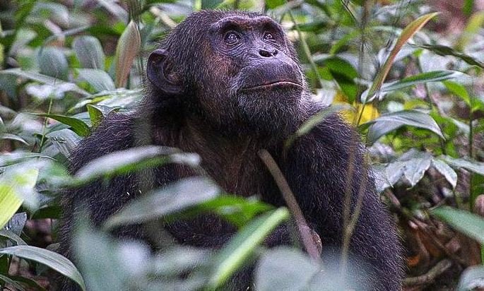 Chimpanzee sitting in a dense forest