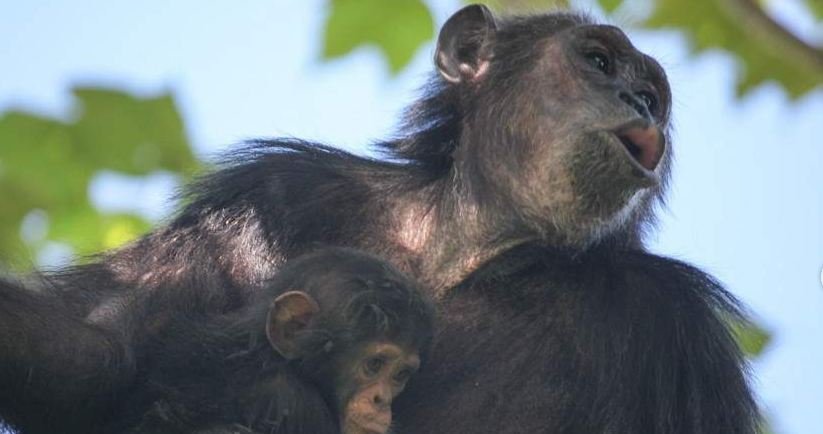 Chimpanzee with baby, Kibale Chimpanzee trekking